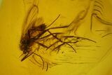 Two Fossil Flies (Diptera) In Baltic Amber #139069-3
